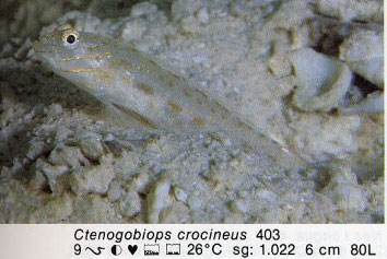 Ctenogobiops crocineus